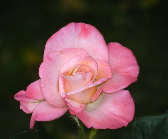 Gemini photo gem2014_06170059_zpsd690a628.jpg